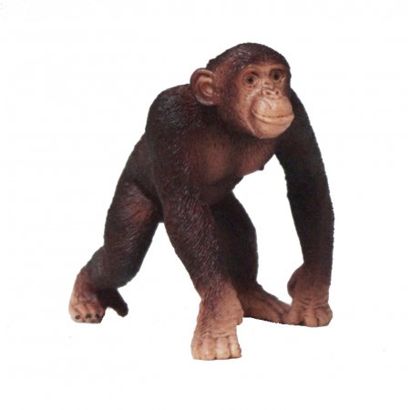 image_Chimpanze_male
